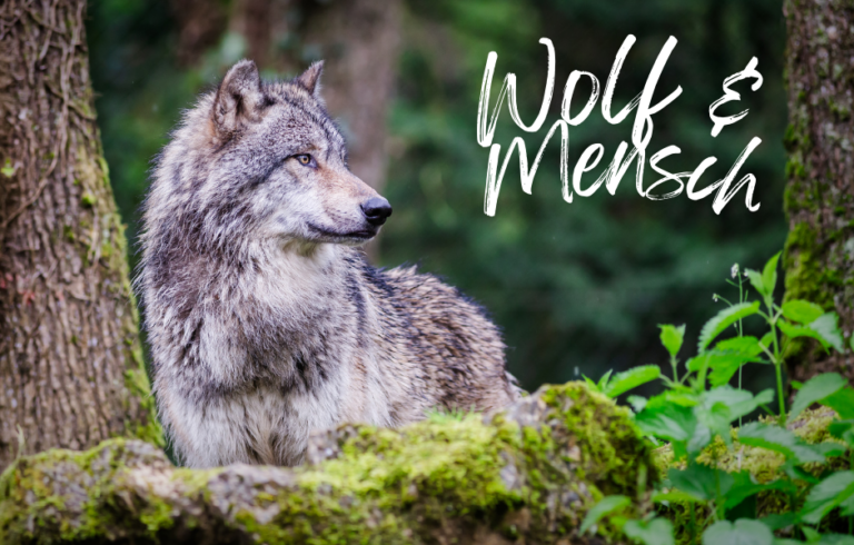 Der Wolf in der Westpfalz